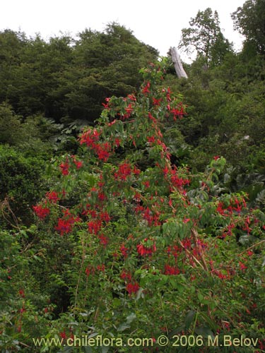 Fuchsia magellanica的照片