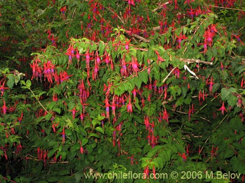 Image of Fuchsia magellanica (Chilco / Chilca / Palo blanco). Click to enlarge parts of image.