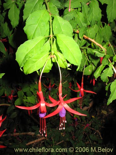 Фотография Fuchsia magellanica (Chilco / Chilca / Palo blanco). Щелкните, чтобы увеличить вырез.