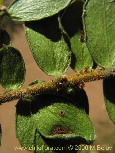 Image of Maytenus chubutensis (Maiten de Chubut). Click to enlarge parts of image.