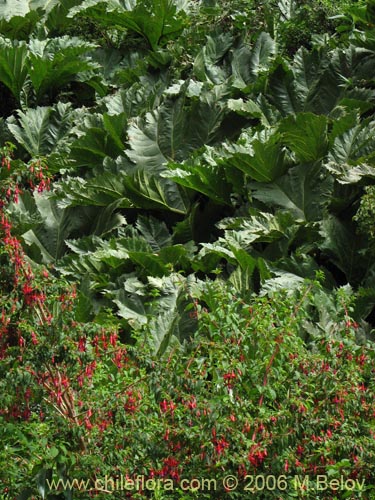 Image of Gunnera tinctoria (Nalca / Pangue). Click to enlarge parts of image.