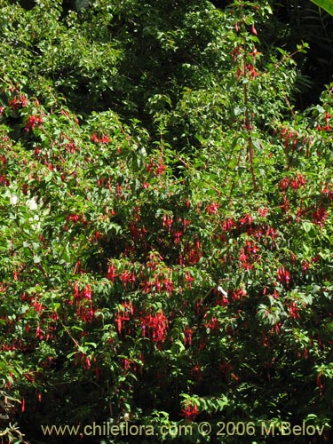 Imágen de Fuchsia magellanica (Chilco / Chilca / Palo blanco). Haga un clic para aumentar parte de imágen.