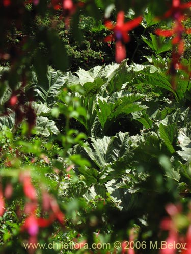 Фотография Fuchsia magellanica (Chilco / Chilca / Palo blanco). Щелкните, чтобы увеличить вырез.