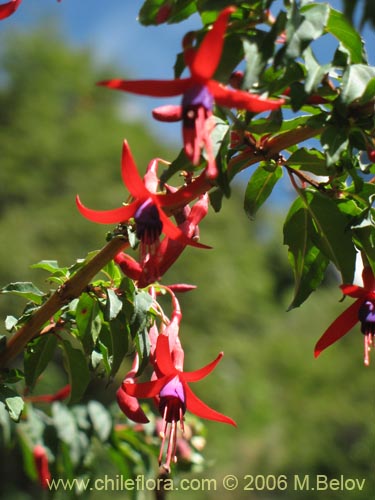 Фотография Fuchsia magellanica (Chilco / Chilca / Palo blanco). Щелкните, чтобы увеличить вырез.