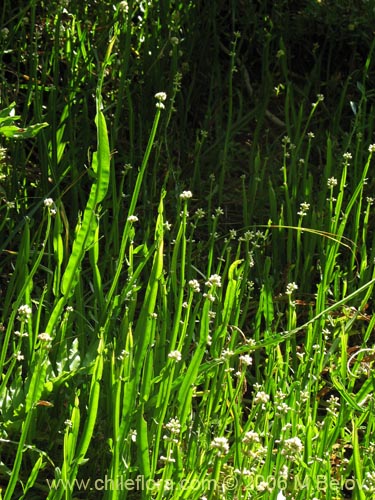 Фотография Baccharis sagittalis (Verbena de tres esquinas). Щелкните, чтобы увеличить вырез.