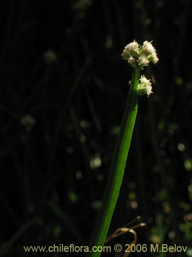 Фотография Baccharis sagittalis (Verbena de tres esquinas). Щелкните, чтобы увеличить вырез.