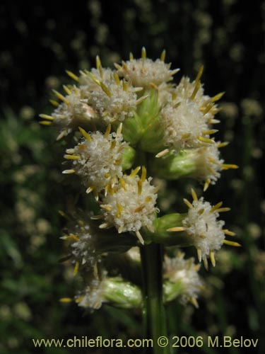 Imágen de Baccharis sagittalis (Verbena de tres esquinas). Haga un clic para aumentar parte de imágen.