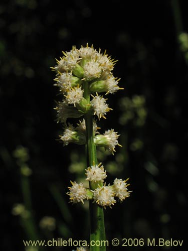 Imágen de Baccharis sagittalis (Verbena de tres esquinas). Haga un clic para aumentar parte de imágen.