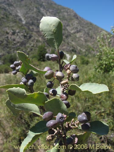 Imágen de Schinus patagonicus (Muchi). Haga un clic para aumentar parte de imágen.