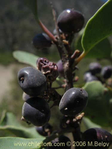 Imágen de Schinus patagonicus (Muchi). Haga un clic para aumentar parte de imágen.