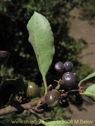 Image of Schinus patagonicus (Muchi). Click to enlarge parts of image.