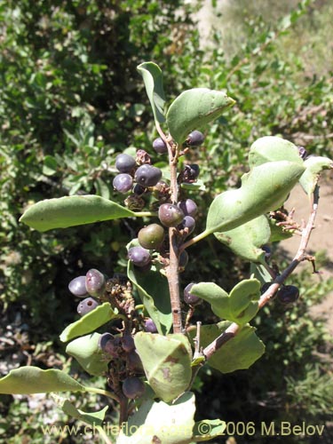 Imágen de Schinus patagonicus (Muchi). Haga un clic para aumentar parte de imágen.