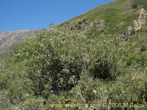 Фотография Schinus patagonicus (Muchi). Щелкните, чтобы увеличить вырез.