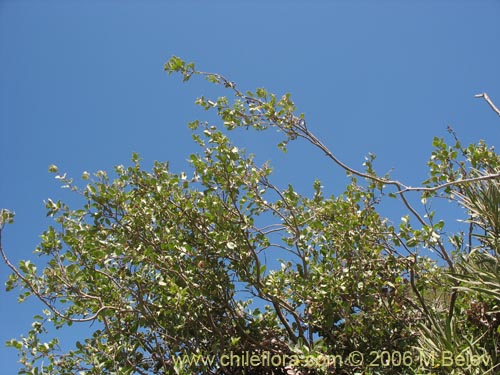 Imágen de Schinus patagonicus (Muchi). Haga un clic para aumentar parte de imágen.