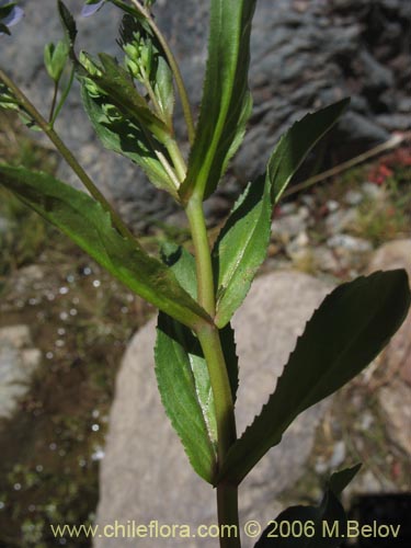 Bild von Veronica anagallais-aquatica (Nomeolvides del campo). Klicken Sie, um den Ausschnitt zu vergrössern.