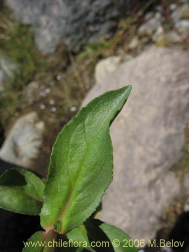 Image of Veronica anagallais-aquatica (Nomeolvides del campo). Click to enlarge parts of image.