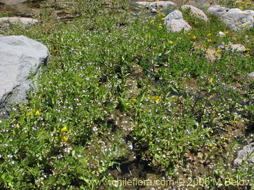 Image of Veronica anagallais-aquatica (Nomeolvides del campo). Click to enlarge parts of image.