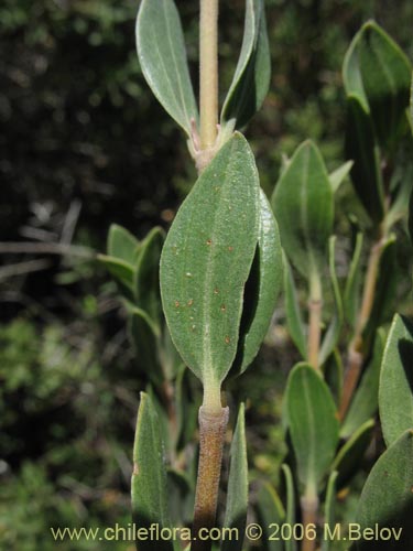 Image of Guindilia trinervis (Guindilla). Click to enlarge parts of image.