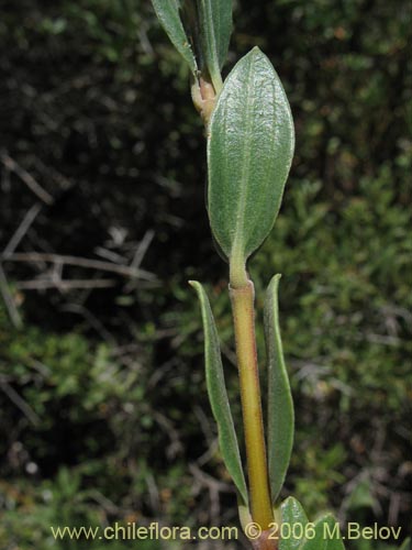 Bild von Guindilia trinervis (Guindilla). Klicken Sie, um den Ausschnitt zu vergrössern.