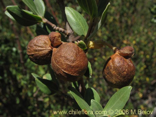 Image of Guindilia trinervis (Guindilla). Click to enlarge parts of image.