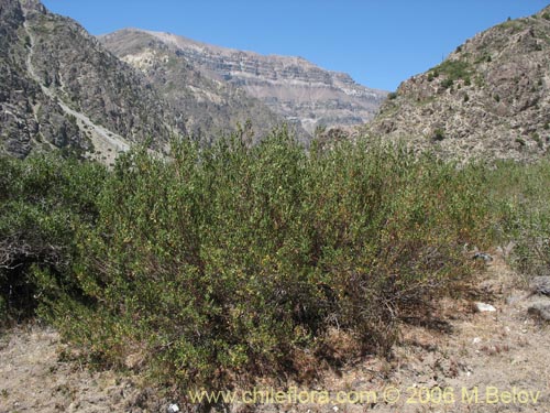 Imágen de Guindilia trinervis (Guindilla). Haga un clic para aumentar parte de imágen.