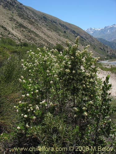 Image of Escallonia revoluta (Lun). Click to enlarge parts of image.