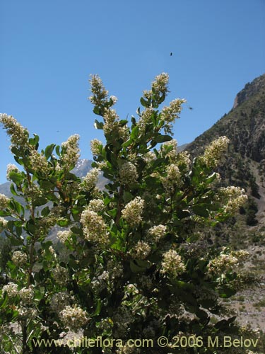 Image of Escallonia revoluta (Lun). Click to enlarge parts of image.