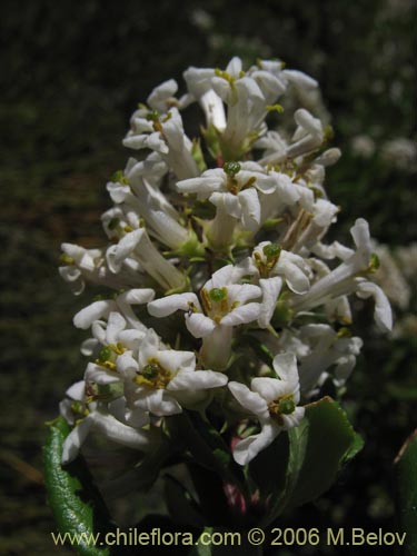 Image of Escallonia revoluta (Lun). Click to enlarge parts of image.
