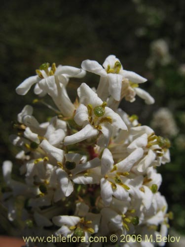 Image of Escallonia revoluta (Lun). Click to enlarge parts of image.