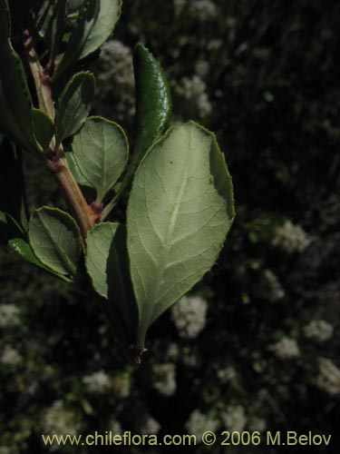 Image of Escallonia revoluta (Lun). Click to enlarge parts of image.