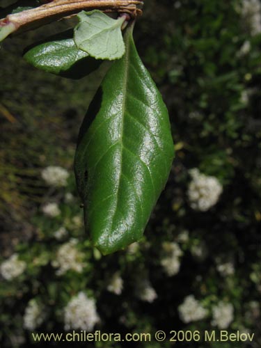 Image of Escallonia revoluta (Lun). Click to enlarge parts of image.