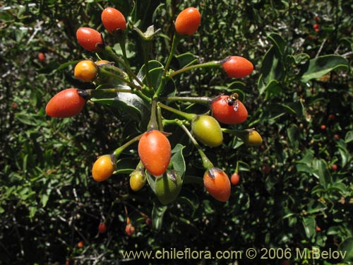 Imágen de Solanum ligustrinum (Natre / Natri / Tomatillo). Haga un clic para aumentar parte de imágen.