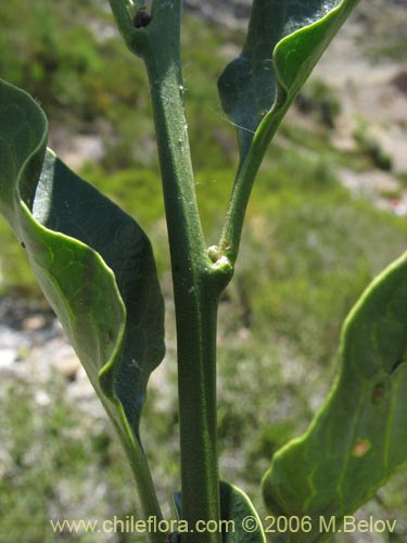 Imágen de Solanum pyrrhocarpum (). Haga un clic para aumentar parte de imágen.