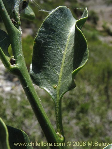 Solanum pyrrhocarpum의 사진