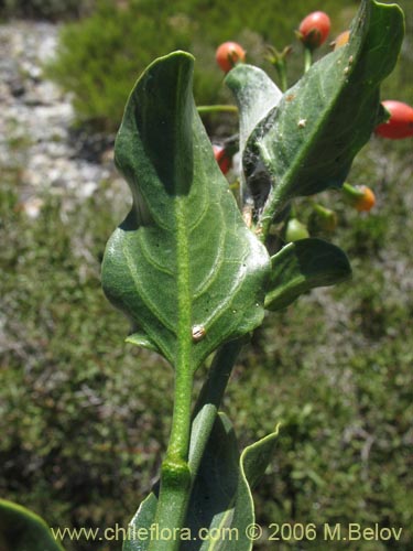 Image of Solanum ligustrinum (Natre / Natri / Tomatillo). Click to enlarge parts of image.