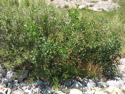 Image of Solanum ligustrinum (Natre / Natri / Tomatillo). Click to enlarge parts of image.