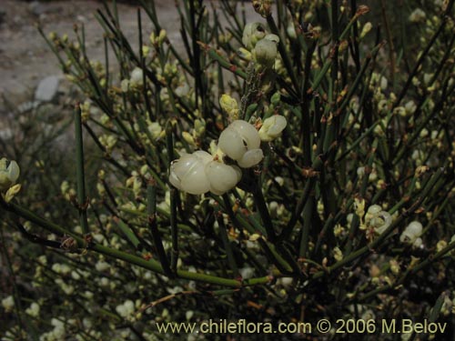 Image of Ephedra chilensis (Pingo-pingo / Transmontana / Solupe). Click to enlarge parts of image.