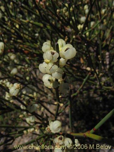 Bild von Ephedra chilensis (Pingo-pingo / Transmontana / Solupe). Klicken Sie, um den Ausschnitt zu vergrössern.