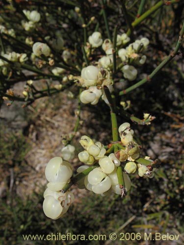 Bild von Ephedra chilensis (Pingo-pingo / Transmontana / Solupe). Klicken Sie, um den Ausschnitt zu vergrössern.