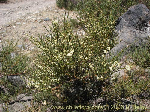 Imágen de Ephedra chilensis (Pingo-pingo / Transmontana / Solupe). Haga un clic para aumentar parte de imágen.