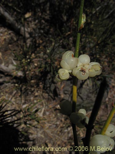 Image of Ephedra chilensis (Pingo-pingo / Transmontana / Solupe). Click to enlarge parts of image.