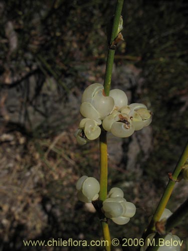 Image of Ephedra chilensis (Pingo-pingo / Transmontana / Solupe). Click to enlarge parts of image.