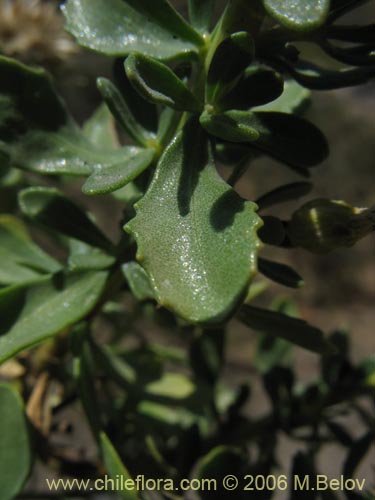 Imágen de Baccharis rhomboidalis (baccharis L.Maule). Haga un clic para aumentar parte de imágen.