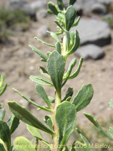 Imágen de Baccharis rhomboidalis (baccharis L.Maule). Haga un clic para aumentar parte de imágen.