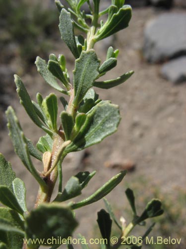 Bild von Baccharis rhomboidalis (baccharis L.Maule). Klicken Sie, um den Ausschnitt zu vergrössern.