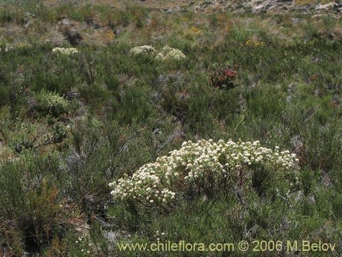 Фотография Baccharis rhomboidalis (baccharis L.Maule). Щелкните, чтобы увеличить вырез.