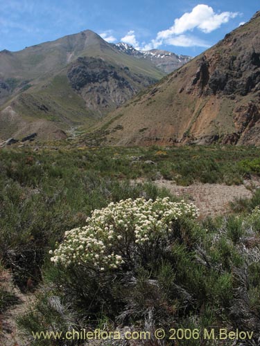 Фотография Baccharis rhomboidalis (baccharis L.Maule). Щелкните, чтобы увеличить вырез.