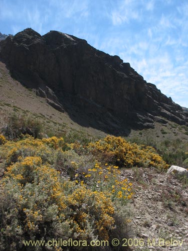 Bild von Chuquiraga oppositifolia (Hierba blanca). Klicken Sie, um den Ausschnitt zu vergrössern.