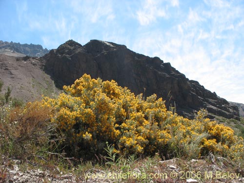 Imágen de Chuquiraga oppositifolia (Hierba blanca). Haga un clic para aumentar parte de imágen.