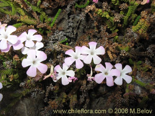 Image of Ourisia microphylla (Flor de las rocas). Click to enlarge parts of image.